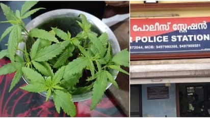 വീട്ടുകാർക്ക് മനസിലായില്ല! അരൂരിലെ വീട്ടുമുറ്റത്ത് +1 വിദ്യാ‍ർഥികൾ വളർത്തിയത് കഞ്ചാവ് ചെടി, പിടിവീണു