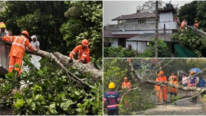 വേനൽ മഴയ്ക്കിടെ വീടിന് മുകളിൽ മരം വീണു, ഇലക്ട്രിക് പോസ്റ്റ് ഒടിഞ്ഞു വീണു; വയനാട്ടിൽ പലയിടത്തും നാശനഷ്ടം