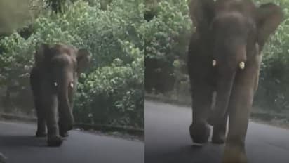 കുറ്റ്യാടി ചുരത്തിൽ ചിന്നംവിളിച്ച് കാറിന് നേരെ പാഞ്ഞടുത്ത് കാട്ടാന, യാത്രികർ രക്ഷപ്പെട്ടത് തലനാരിഴക്ക്; വീഡിയോ