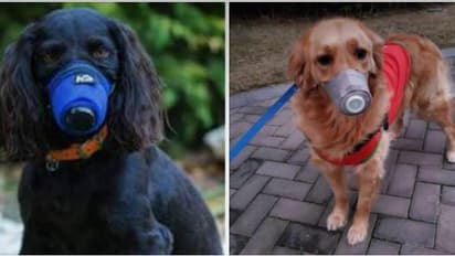 வளர்ப்பு நாய்களுக்கு வாய் கவசம் அணியாவிட்டால் 1000 ரூபாய் அபராதம்.! சென்னை மாநகராட்சி அதிரடி