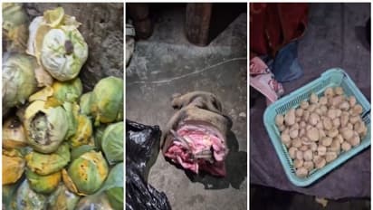 Cat or dog meat used to make chicken momo in Mohali? SHOCKING video shows unhygienic fast-food unit (WATCH)