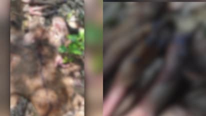 പാലക്കാട് മലമാനിനെ വെടിവെച്ച് കൊന്നു; വീട്ടിൽ നിന്ന് ഇറച്ചിയും തോലുമടക്കം കണ്ടെത്തി, ഒരാള് പിടിയിൽ