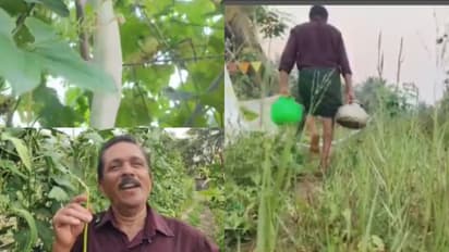 കണ്ണിൽ ചോരയില്ലാത്തവർ! ജൈവ കൃഷിയിൽ വിളഞ്ഞ പാവക്കയും പടവലവും മത്തനും കുമ്പളവും എല്ലാം കൊണ്ടുപോകുന്ന കള്ളന്മാർ