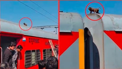 ಮರದಿಂದ ರೈಲಿನ ಟಾಪ್‌ಗೆ ಜಿಗಿದು  180 ಕಿಲೋ ಮೀಟರ್ ಸಂಚರಿಸಿದ ಕೋತಿಮರಿ