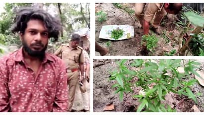 എംഡിഎംഎ കേസ് അന്വേഷിക്കാനെത്തി, വീട്ടുവളപ്പിൽ 38 കഞ്ചാവ് ചെടികൾ, പത്തരക്കിലോ കഞ്ചാവുമായി 2 പേർ പിടിയിൽ