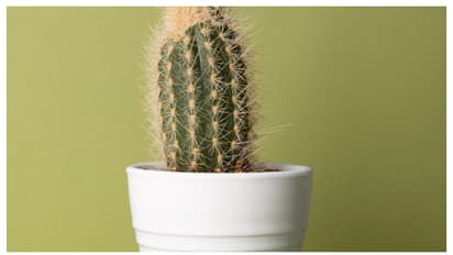 വീടിനുള്ളിൽ കള്ളിമുൾ ചെടി വളർത്തുമ്പോൾ സൂക്ഷിക്കണം; കാരണം ഇതാണ് 