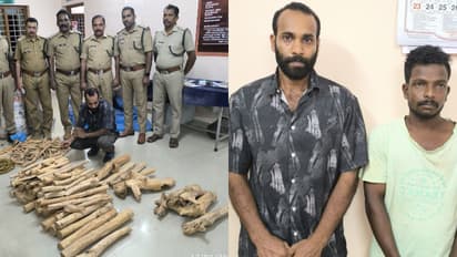 ആൾതാമസം ഇല്ലാത്ത വീട്ടിലെ രഹസ്യ അറ, ചാക്കുകളിൽ അടുക്കിക്കെട്ടി 100 കിലോ ചന്ദനത്തടി, 2 പേർ അറസ്റ്റിൽ