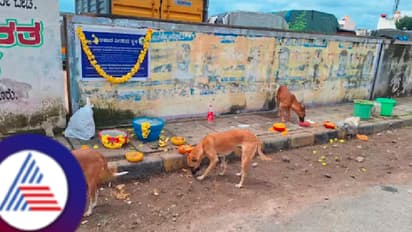 BBMP: ಬೀದಿ ನಾಯಿಗೆ ಅನ್ನ ಹಾಕಲು ತೆರಿಗೆದಾರರ ಹಣ, ಪೋಷಣೆಗೆ ₹2 ಕೋಟಿ, ಸಂತಾನಹರಣ ಚಿಕಿತ್ಸೆಗೆ ₹12 ಕೋಟಿ!