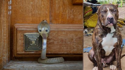 വീടിനുള്ളിൽ കുഞ്ഞുങ്ങളുടെ അടുത്തേക്ക് 12 അടിയുള്ള മൂർഖൻ, മൂന്നായി കടിച്ച് കീറിയ 'ഭീമ'യ്ക്ക് ദാരുണാന്ത്യം 