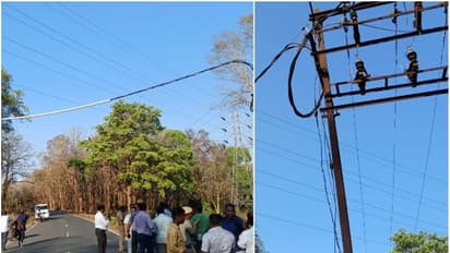 മുതുമല വനത്തിലൂടെ വൈദ്യുത കേബിള്‍ ശൃംഖല; വന്യമൃഗങ്ങള്‍ക്ക് വൈദ്യുതി ആഘാതമേല്‍ക്കുമെന്ന ആശങ്കയൊഴിയുന്നു