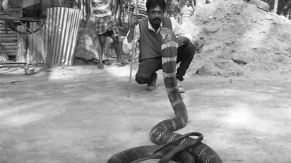 15,000க்கும் மேற்பட்ட பாம்புகளை பிடித்த பாம்பு பிடி வீரர் சந்தோஷ் உயிரிழப்பு! நடந்தது என்ன?