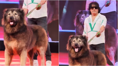 ரூ.50 கோடிக்கு நாயா? எல்லாமே டூப்பு! பெங்களூரு ED ரெய்டில் அம்பலம்!