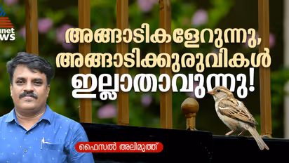 World Sparrow Day: അതിവേഗ വംശനാശം, ഇപ്പോള്‍ താമസം റെഡ് ഡാറ്റാ ബുക്കില്‍, അങ്ങാടിക്കുരുവികളെ ആര് കാക്കും?  