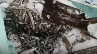 5000 കിലോ കുഞ്ഞൻ മത്സ്യങ്ങളെ കടലിൽ ഒഴുക്കി കളഞ്ഞു; ബാക്കി ലേലം ചെയ്ത് കിട്ടിയത് 3,33,600 രൂപ, കടുത്ത നടപടി