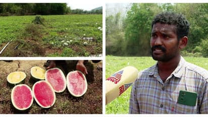 സെയ്ഫുള്ളയുടെ ജൂബിലി കിം​ഗും ഓറഞ്ച് മഞ്ചും;  16ഏക്കറിൽ സംസ്ഥാനത്തെ ഏറ്റവും വലിയ തണ്ണിമത്തൻ തോട്ടം ഇവിടെയാണ്...