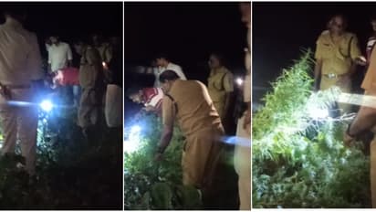 പുറമേ നിന്ന് കണ്ടാൽ വാഴ കൃഷി തന്നെ! പക്ഷേ രഹസ്യ വിവരത്തിൽ രാത്രി പൊലീസ് പരിശോധന, കണ്ടത് 3 കഞ്ചാവ് ചെടി