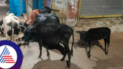 ಗೋಕರ್ಣದಲ್ಲಿ ಗೋವುಗಳು ನಾಪತ್ತೆ! ಹಲವು ದಿನಗಳಿಂದ ದನಗಳ್ಳರ ಹಾವಳಿ, ಬಿಡಾಡಿ ದನಗಳೇ ಟಾರ್ಗೆಟ್!
