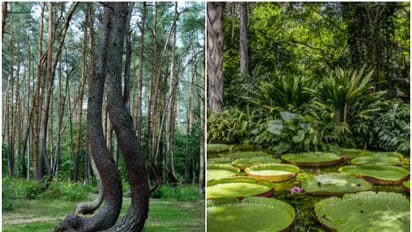 International Day of Forests 2025: 7 forests you must visit for solitude