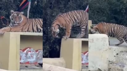 navratri 2025 tiger spotted in temple viral video rajasthan tiger reserve