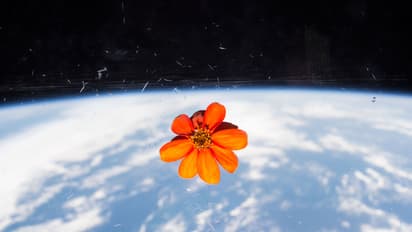 ಬೆಂಕಿಯಲ್ಲಿ ಅರಳಿದ ಹೂವಲ್ಲ, ಬಾಹ್ಯಾಕಾಶದಲ್ಲಿ ಅರಳಿದ ಹೂ; ಇದರ ಬಗ್ಗೆ ನಿಮಗೆಷ್ಟು ಗೊತ್ತು?