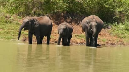 ಬೇಸಿಗೆಯಲ್ಲೂ ತುಂಬಿ ತುಳುಕುತ್ತಿರುವ ಬಂಡೀಪುರದ ಕಾಡಿನ ಕೆರೆ: ದಾಹ ತಣಿಸಿಕೊಂಡು ವಿಹರಿಸುತ್ತಿರುವ ಮೂಕ ಪ್ರಾಣಿಗಳು!
