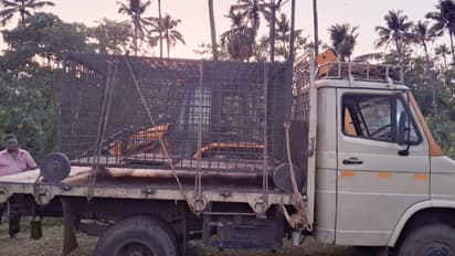 സിസിടിവി കാമറയിൽ വളർത്തുനായയെ പിടിക്കുന്ന ദൃശ്യം, അജ്ഞാത ജീവിയെ തിരിച്ചറിഞ്ഞത് വനംവകുപ്പ്, പുലിക്ക് കെണിയെത്തി