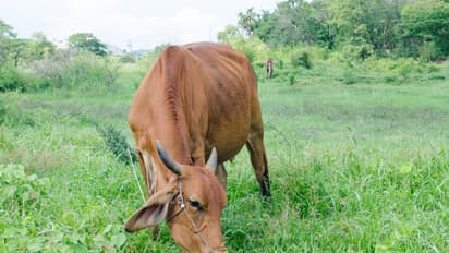 விவசாயிகளுக்கு ரூ.50 லட்சம் வரை மானியம் வழங்கும் தமிழக அரசு! யாருக்கெல்லாம் கிடைக்கும் தெரியுமா?