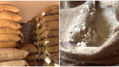 കോഴിക്കോട്ട് റേഷൻ കടയിൽ വിതരണത്തിനെത്തിയത് പുഴുവരിച്ച അരി, 18 ചാക്കുകൾ പുഴുവരിച്ച നിലയിൽ 