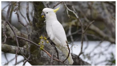 ഓസ്ട്രേലിയയില്‍ പക്ഷികളുടെ കൂട്ടമരണം, ആശങ്ക; പക്ഷാഘാതമെന്ന് സംശയം പ്രകടിപ്പിച്ച് വിദഗ്ദര്‍ 