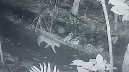 50 കോഴികളുള്ള കൂട്, 19 കോഴികൾ ചത്ത നിലയിൽ; സിസിടിവി നോക്കി ആരെന്ന് കണ്ടെത്തി, കാട്ടുപൂച്ചയെന്ന് സ്ഥിരീകരിച്ചു