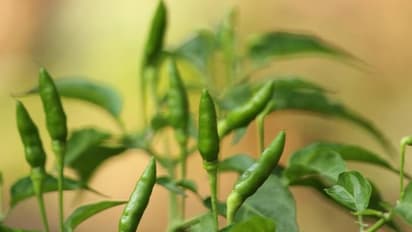 ഇനി ഇഷ്ടം പോലെ കാന്താരി, ഇതാ ഇങ്ങനെ ചെയ്ത് നോക്കൂ