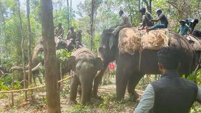 ಹಾಸನದಲ್ಲಿ ಉಪಟಳ ನೀಡುತ್ತಿದ್ದ 3 ಕಾಡಾನೆಗಳ ಸೆರೆ: ನಿಟ್ಟುಸಿರು ಬಿಟ್ಟ ಗ್ರಾಮಸ್ಥರು!