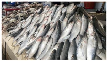 പഴകിയ മത്സ്യം വിൽപ്പന നടത്തിയ 11 സ്റ്റാളുകൾ പൂട്ടിച്ച് കുവൈത്ത് അധികൃതർ