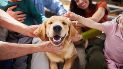 National Puppy Day: 7 signs you are a great pet parent