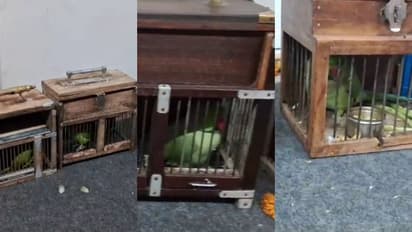 കിളിജോത്സ്യരില്‍ നിന്ന് അഞ്ച് അലക്സാന്‍ഡ്രിയന്‍ തത്തകളെ പിടികൂടി