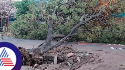 ಬೆಂಗಳೂರು: ಒಂದೇ ದಿನದ ಮಳೆಗೆ 65 ಮರಗಳ ಬುಡಮೇಲು!