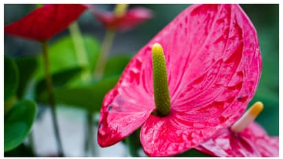 വീട്ടിൽ ആന്തൂറിയം ഉണ്ടോ? വളർത്തേണ്ടത് ഇങ്ങനെയാണ് 