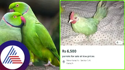 ಇದು ಕೋಳಿಯಲ್ಲ, ಕೊಕ್ಕೊಕ್ಕೋ ಎನ್ನೋ ಗಿಳಿ... ನಿಜಾರೀ... ಆನ್ಲೈನ್ನಲ್ಲೂ ಲಭ್ಯ! ಇಲ್ಲೇ ಟೆಸ್ಟ್ ಮಾಡಿ ನೋಡಿ...