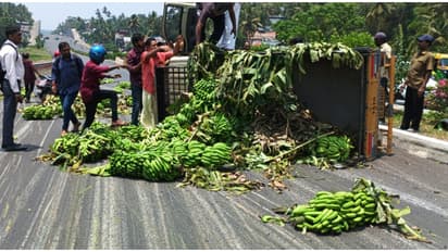 ലോറി കോവളം ബൈപ്പാസിൽ നിയന്ത്രണം വിട്ടു മറിഞ്ഞു, റോഡ് നിറയെ വാഴക്കുല തെറിച്ചുവീണു; ഏറെ നേരം ഗതാഗത കുരുക്കായി