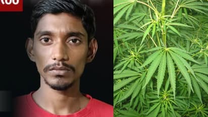 രഹസ്യ വിവരം കിട്ടി വീട്ടിലെത്തി, ചടയമംഗലത്ത് സുനീഷ് വീട്ടിൽ വളർത്തിയിരുന്നത് 2 കഞ്ചാവ് ചെടികൾ: അറസ്റ്റിൽ