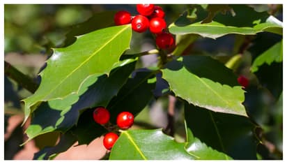 കാപ്പിച്ചെടി നന്നായി വളരാൻ ഇത്രയും ചെയ്താൽ മതി