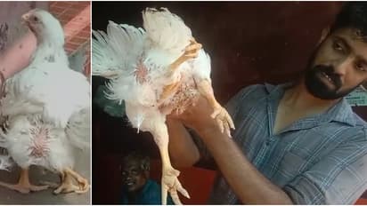 വിൽപ്പനക്കെത്തിയ കോഴിക്ക് നാല് കാൽ! അത്ഭുതകോഴിയെ കാണാനും വാങ്ങാനും വൻ തിരക്ക്, പക്ഷേ വിൽക്കില്ല