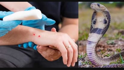 ಬೇಸಿಗೆಯಲ್ಲಿ ಹಾವು ಕಡಿತ ಹೆಚ್ಚಳ; ಹಾವು ಕಚ್ಚಿದಾಗ ಕೈಗೊಳ್ಳುವ ಮುಂಜಾಗ್ರತೆ ಮಾರ್ಗಸೂಚಿ ಬಿಡುಗಡೆ!