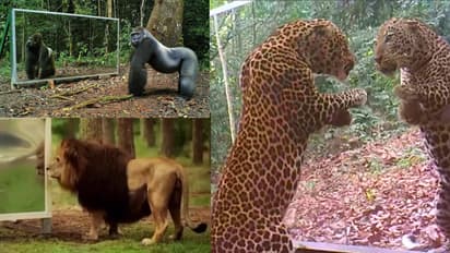 ಮೊದಲ ಬಾರಿ ಕನ್ನಡಿ ಇಟ್ಟಾಗ ಪ್ರಾಣಿಗಳು ಮಾಡಿದ್ದೇನು? ಕನ್ನಡಿ ತೆಗೆದಾಗ ಆಗಿದ್ದೇ ಬೇರೆ! ಕುತೂಹಲದ ವಿಡಿಯೋ ವೈರಲ್​