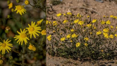 സൗദിയിൽ മഞ്ഞപ്പരവതാനി വിരിച്ച് സാംലൂക്ക് പൂക്കൾ പൂത്തുലഞ്ഞു