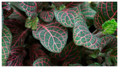 പൂക്കളില്ലാതെയും പൂന്തോട്ടം വളർത്താം; ഫിറ്റോണിയ മാത്രം മതി