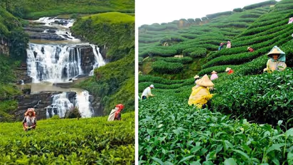 visit assams tea gardens