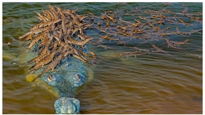 നൂറോളം മുതല കുഞ്ഞുങ്ങൾ അച്ഛൻ മുതലയുടെ പുറത്തേറി സഞ്ചരിക്കുന്ന ചിത്രം വൈറൽ