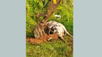 സ്വകാര്യ വ്യക്തിയുടെ പറമ്പില് കെട്ടിയ ഓടയില് കാല്കുടുങ്ങി; കറവപ്പശു ചത്തു