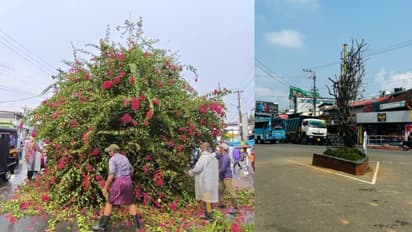 ഇനിയും തളിര്‍ക്കും, പൂവിടും,തണലൊരുക്കും; വീണിട്ടും ഉയിര്‍ത്തെഴുന്നേറ്റ് ബത്തേരിയുടെ 'ഐക്കണ്‍'